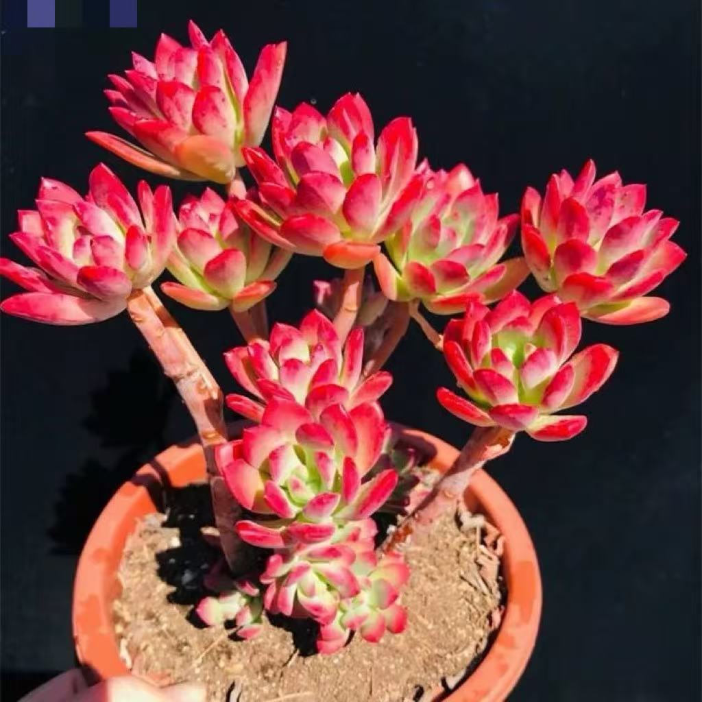 老桩沙漠玫瑰  多肉植物 新人好养 办公室花卉
