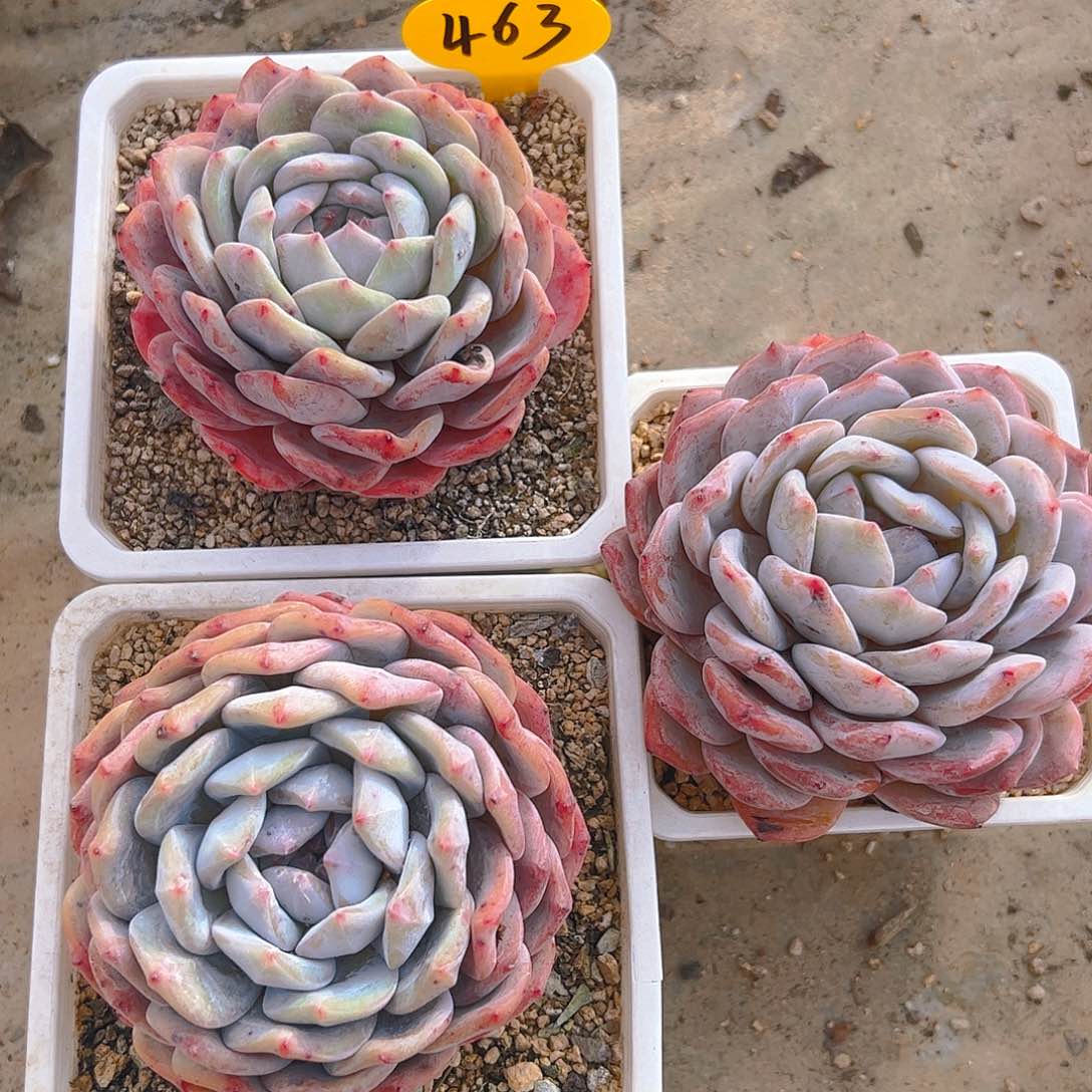 橙梦露三颗463号一物一拍