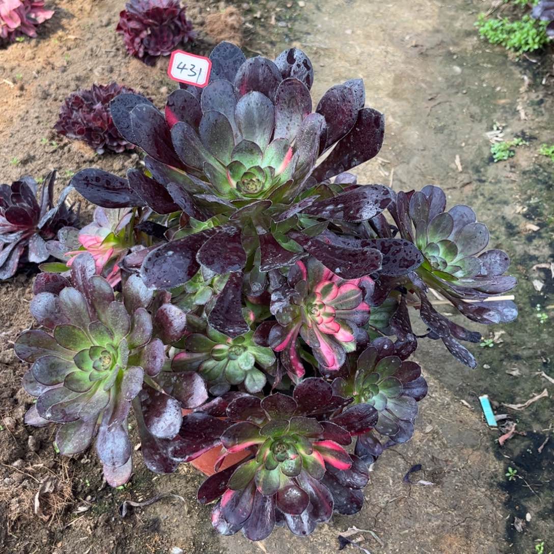 431多肉植物花蝴蝶