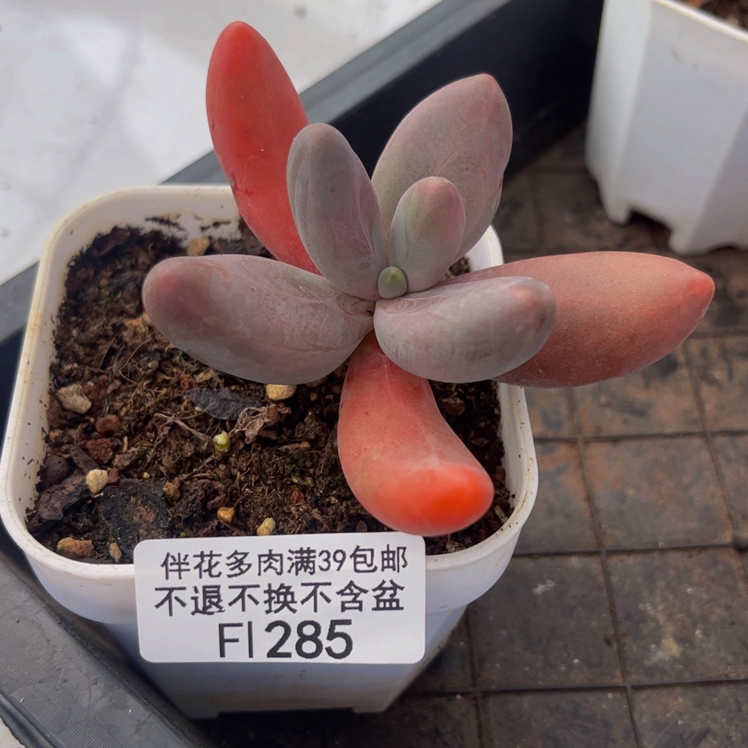 285-糖果美人多肉5cm