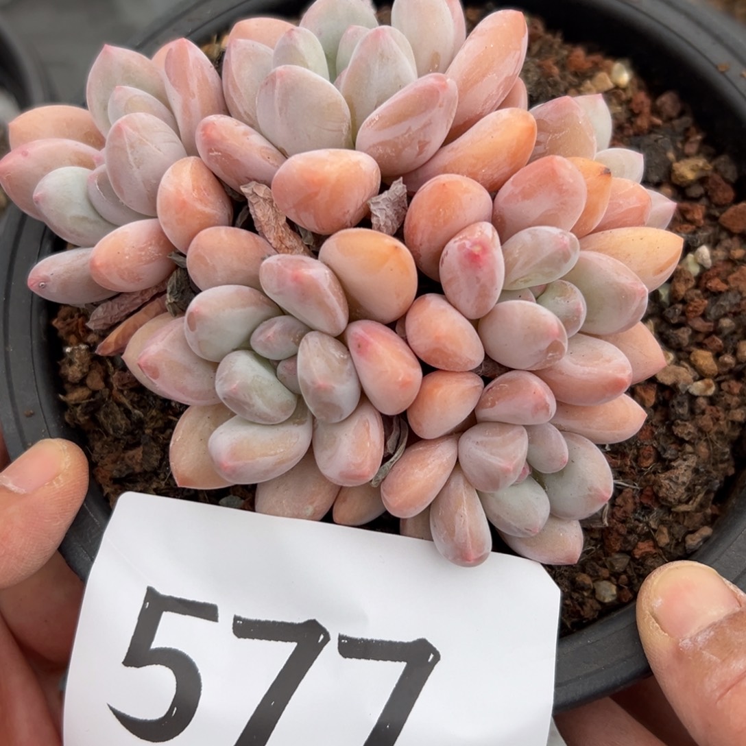 577,;;(())$$&&&cgghh