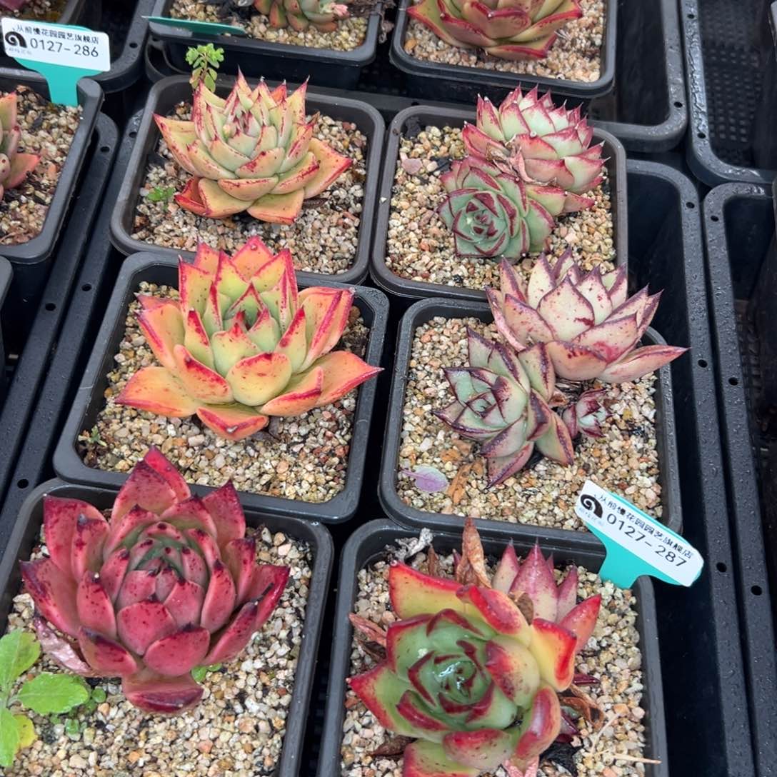 多肉一物一拍0127-287