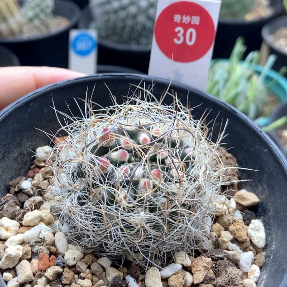 实生狂刺混乱玉银翁4.2cm