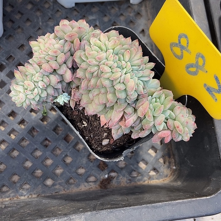 多肉植物冰魄缀882多肉