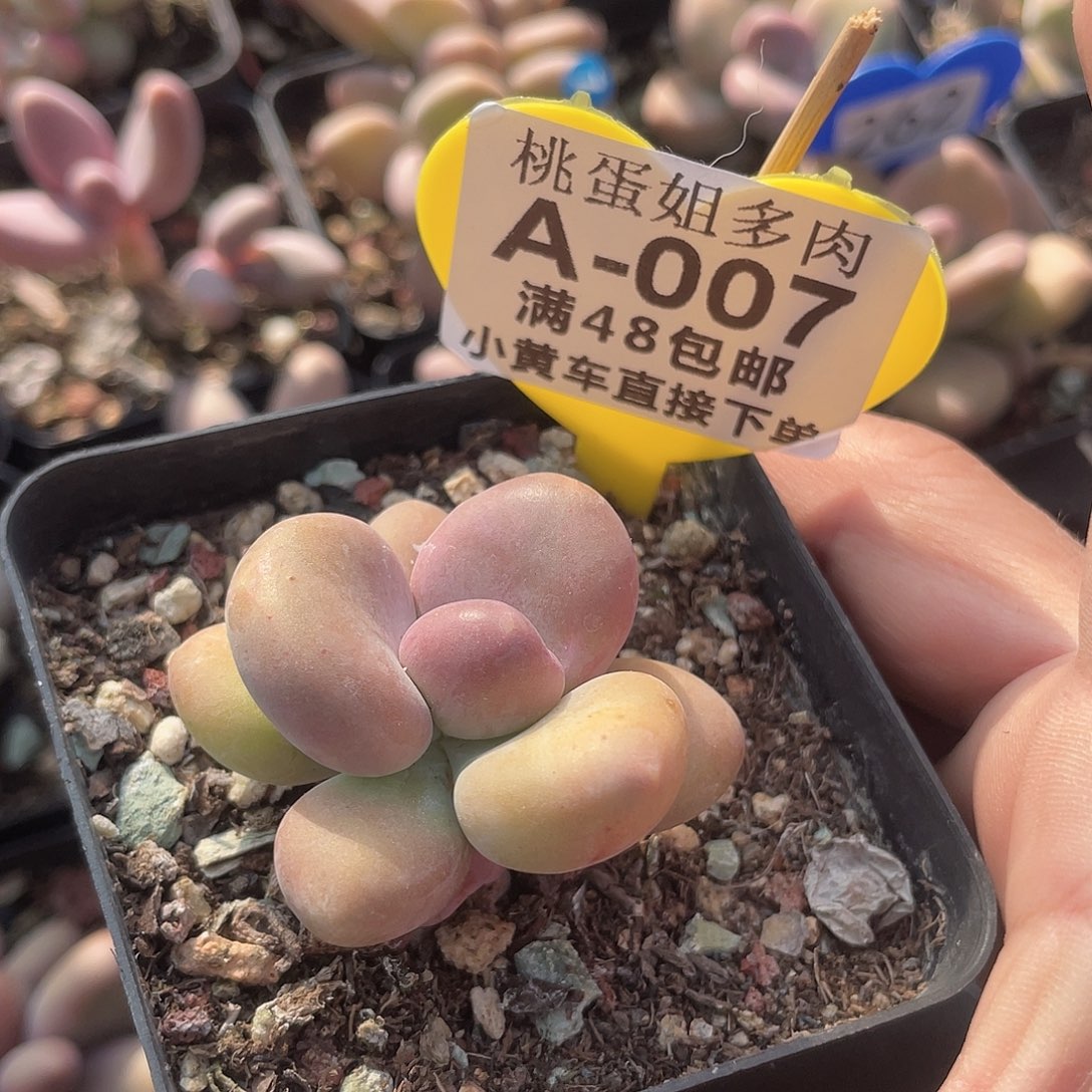 芒果奶 脱土发货 7口盆