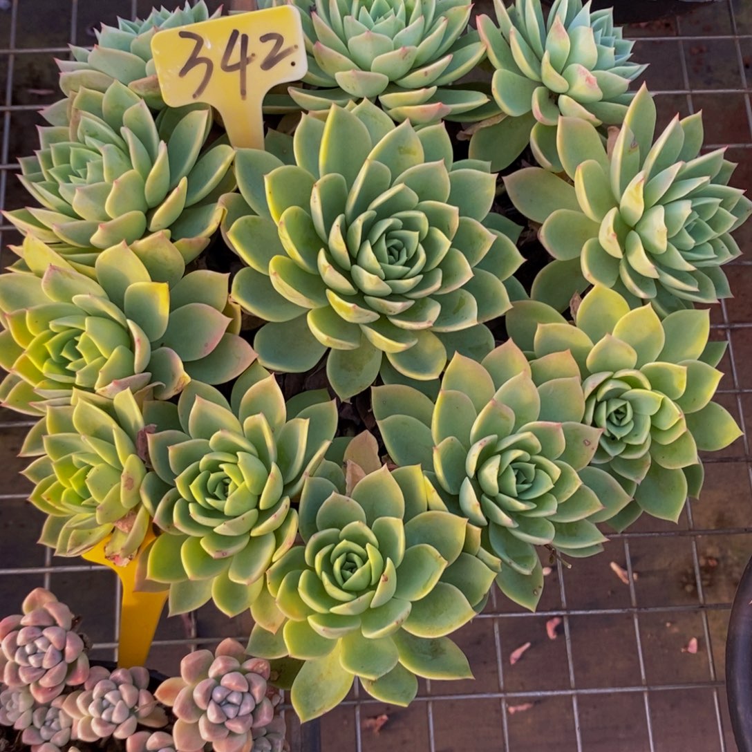 清***巷三色堇342。        