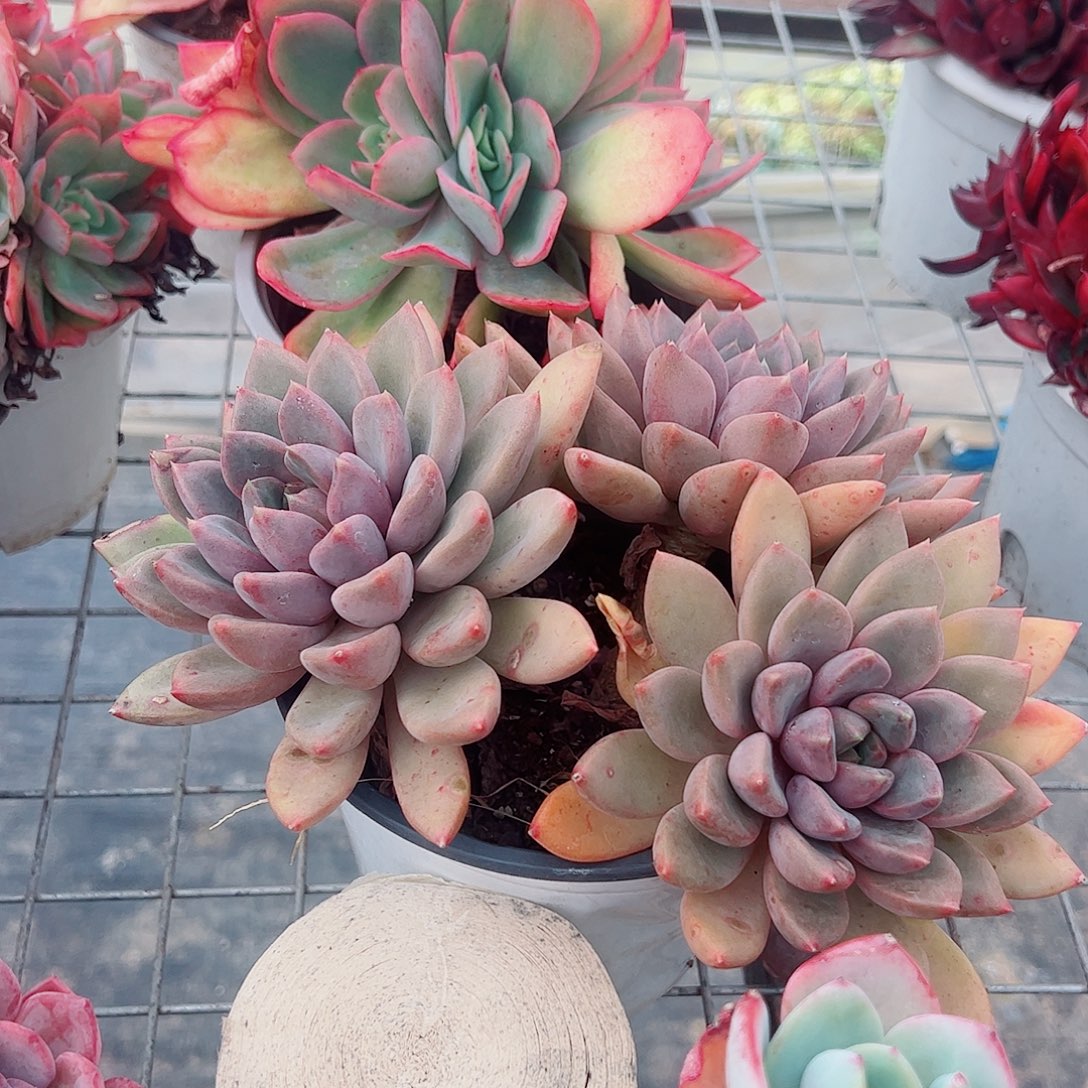 红象牙三头起发精品140