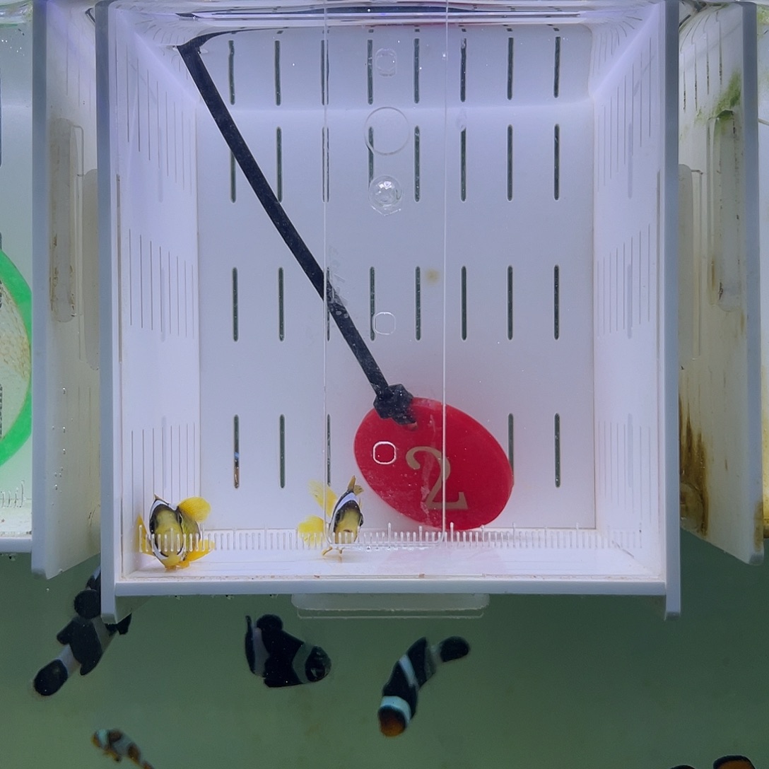 海水鱼人工金双待