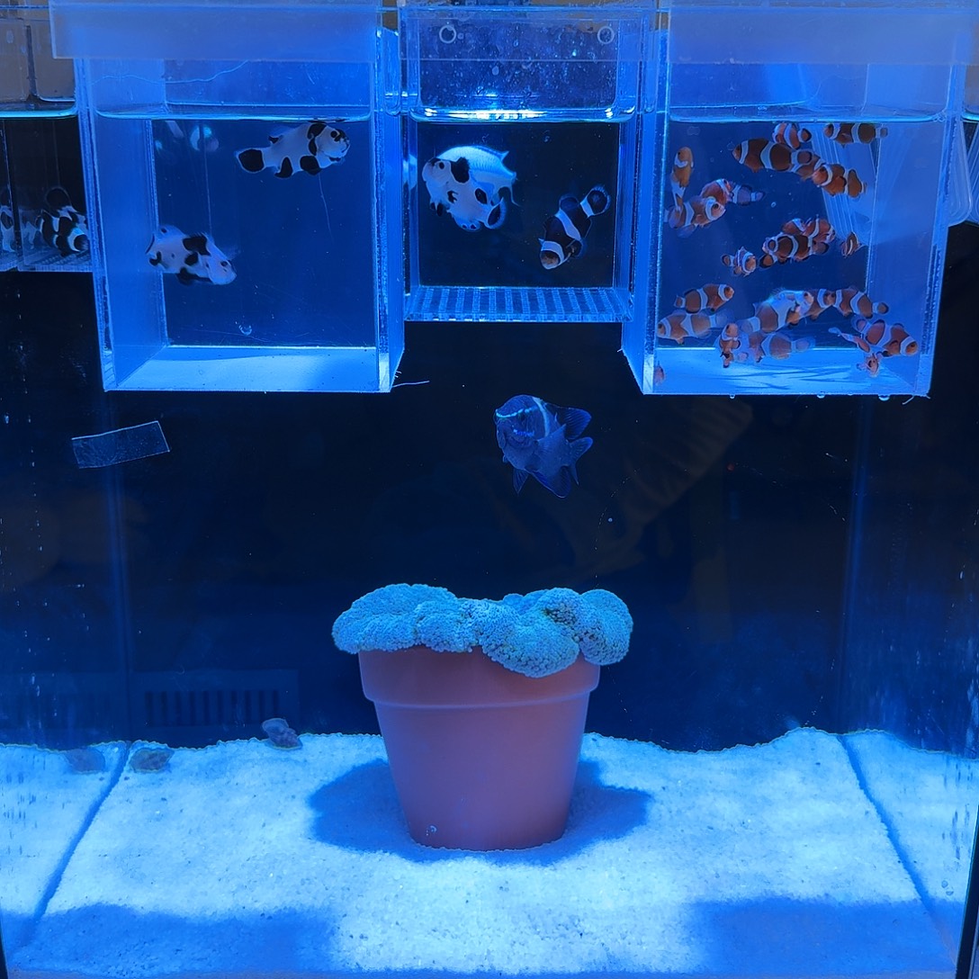 海水鱼青魔一只123456