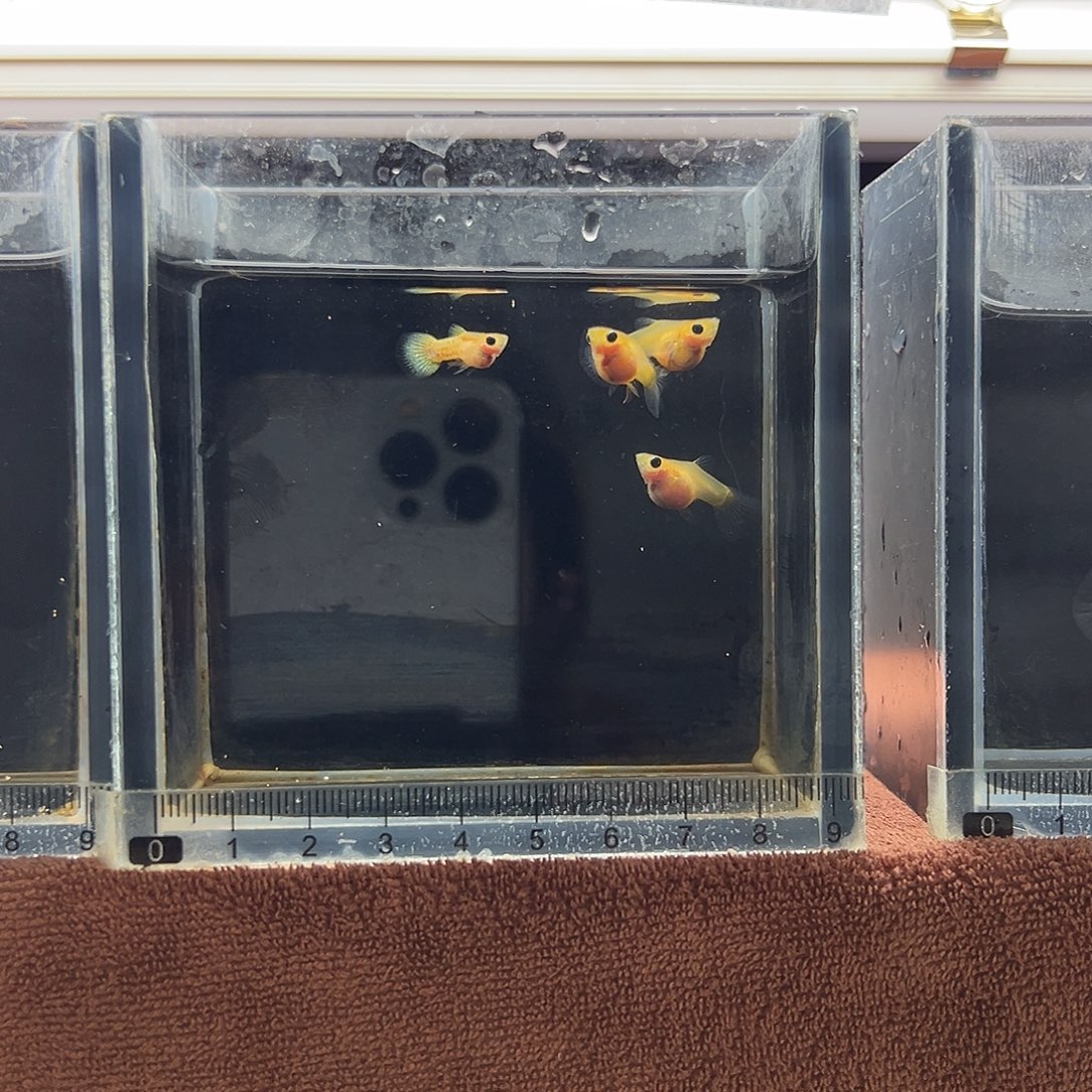 ****洋孔雀鱼加热包运费8.8