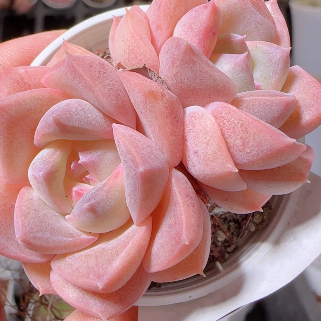 花语多肉1209-303良辰