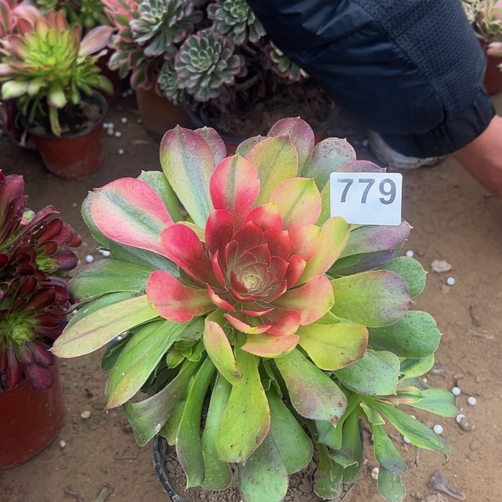 779七彩全彩多肉