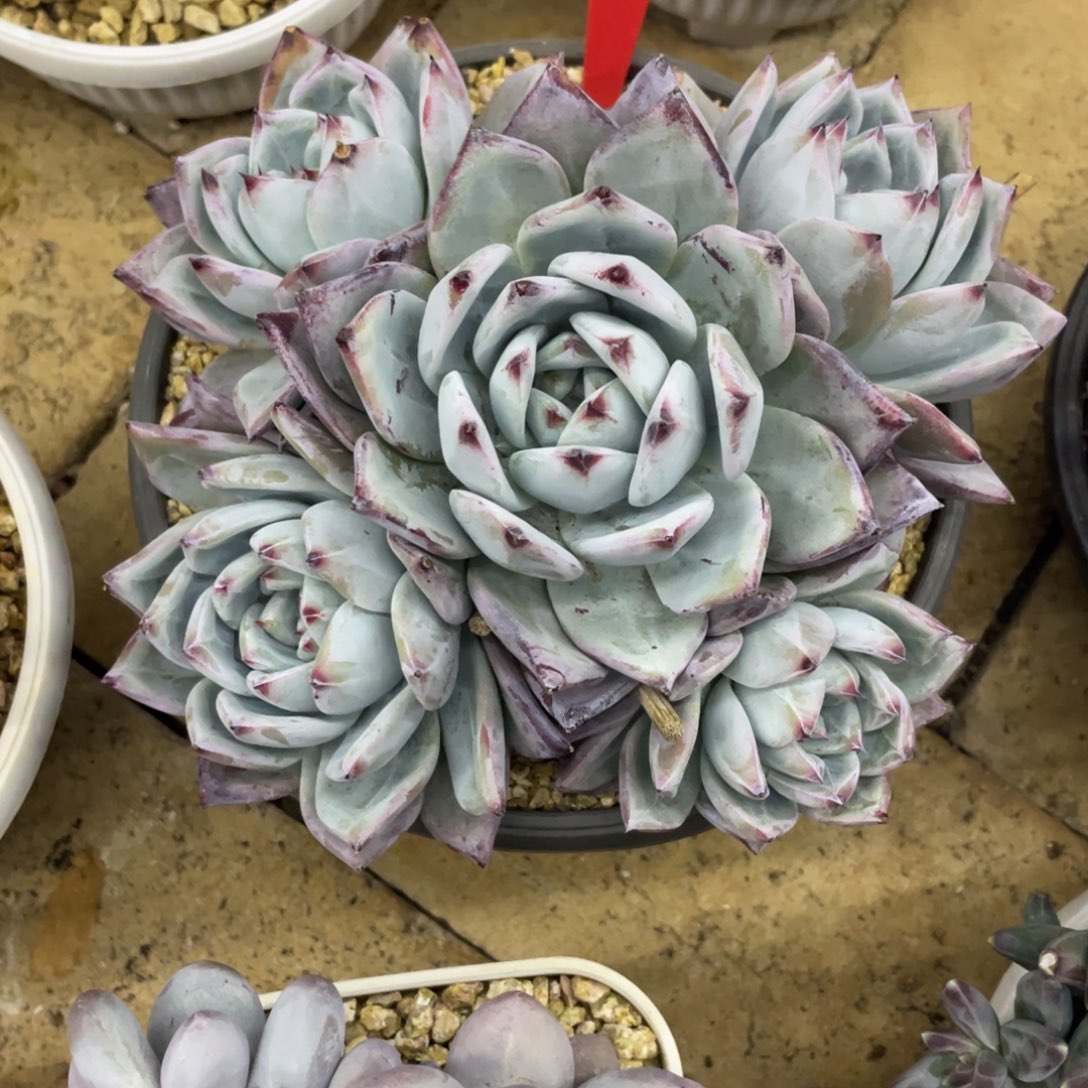 粉蓝鸟  一物一拍 