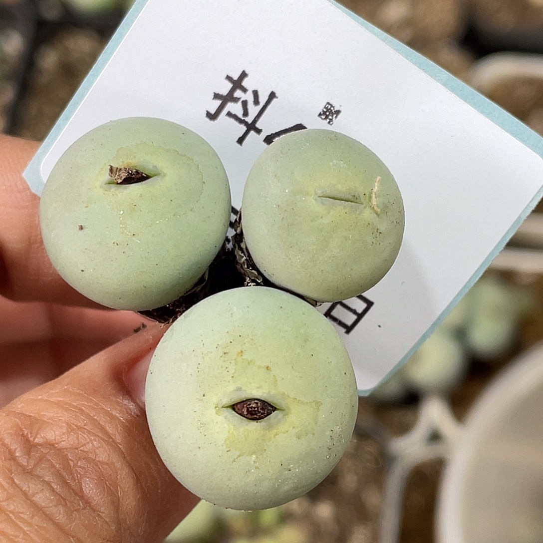 4-9肉锥v嘴多肉植物