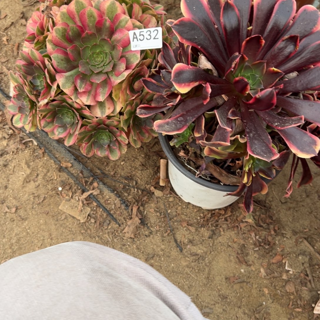 ****年532两颗组合多肉植物法师