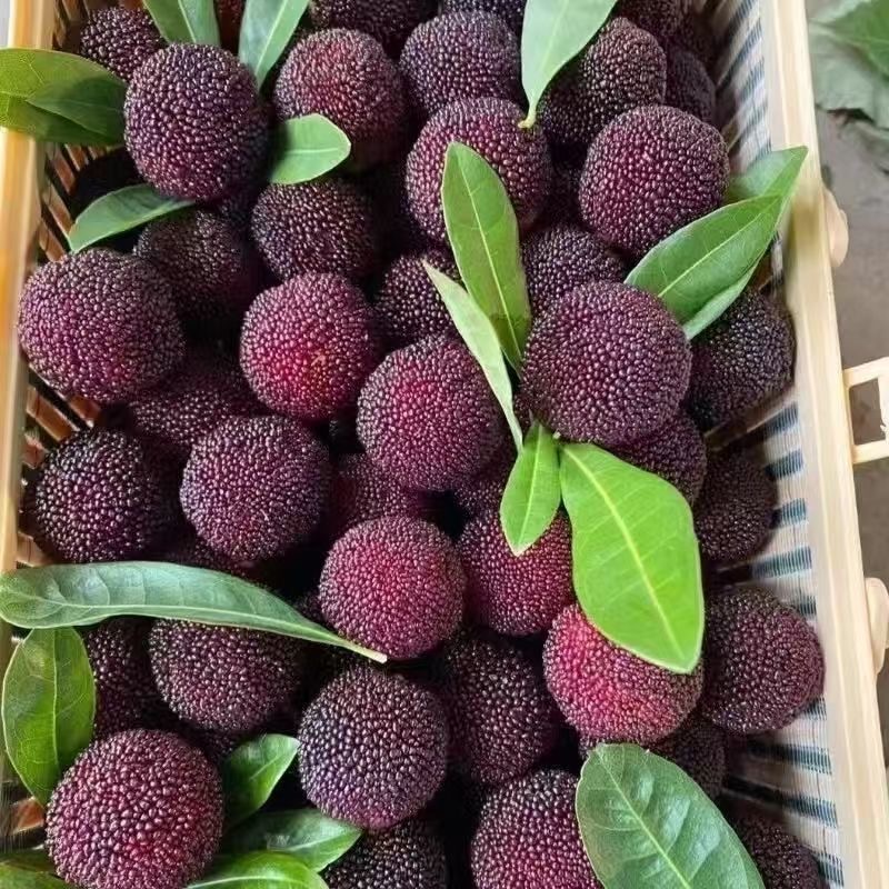 [挂榜山兄弟助农】顺丰冷链空运  湖南乌梅当季新鲜水果现摘现发 