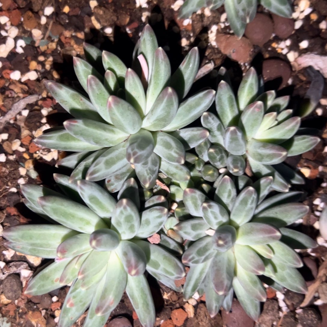 鸿*多肉植物多肉多肉植物