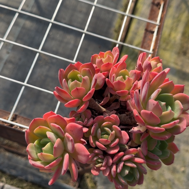 不知名多肉植物绿植