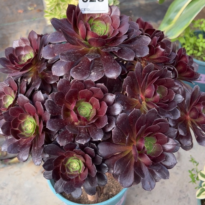 小****收828赤焰莲30厘米左右有断枝