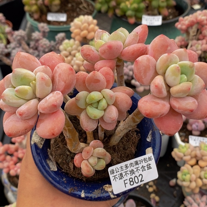 樱花洛神12cm802多肉植物