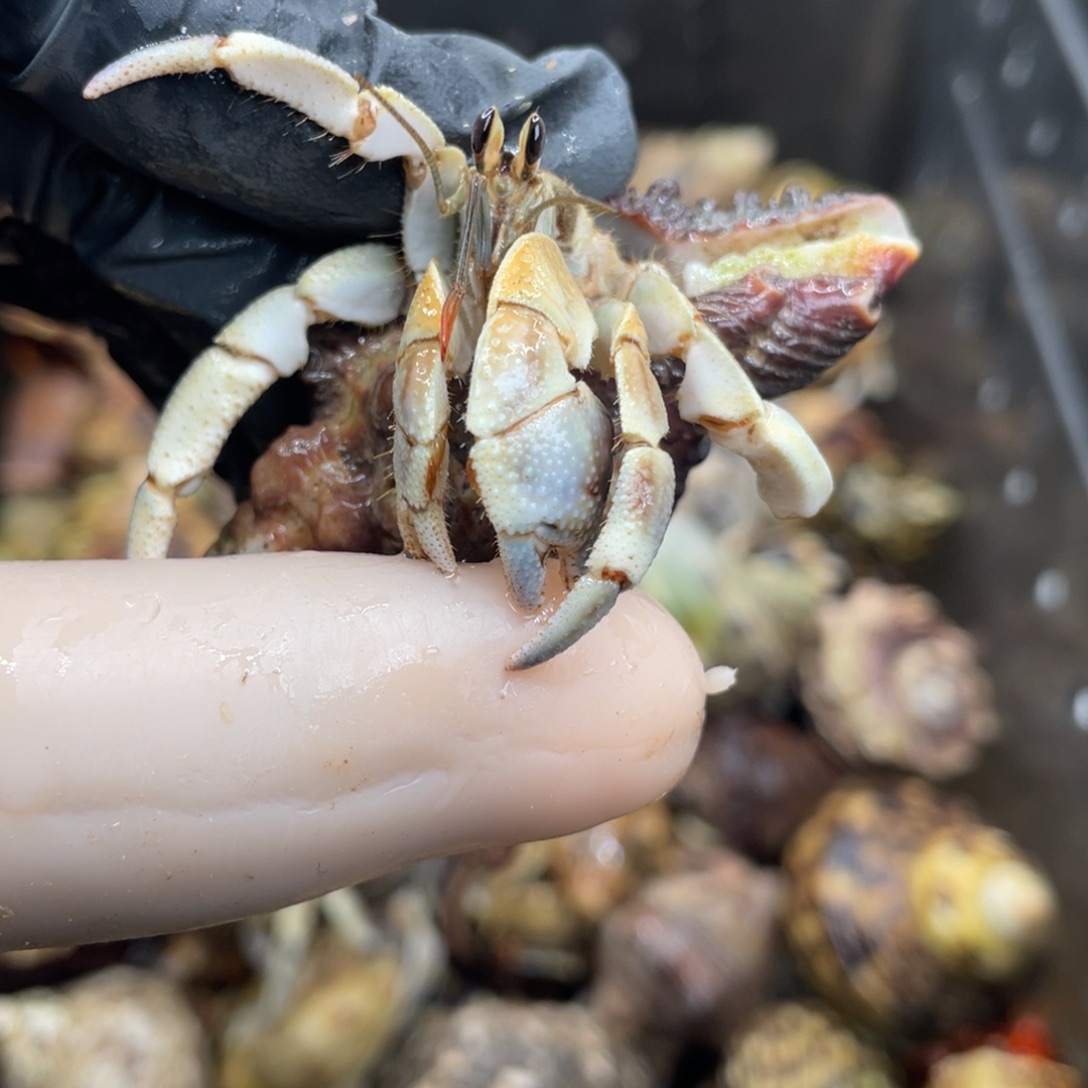 不退不换活体宠物102