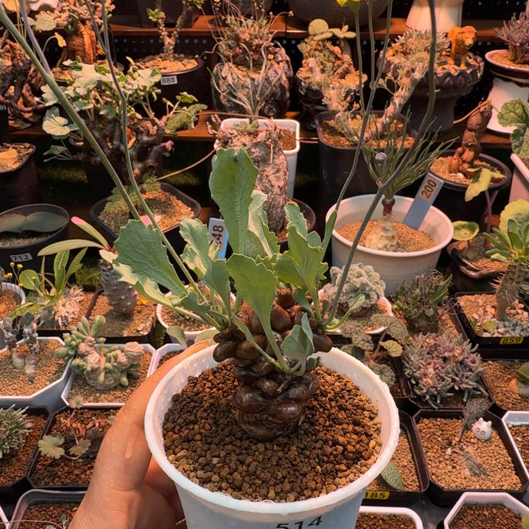 蛮鬼塔514 仙人掌