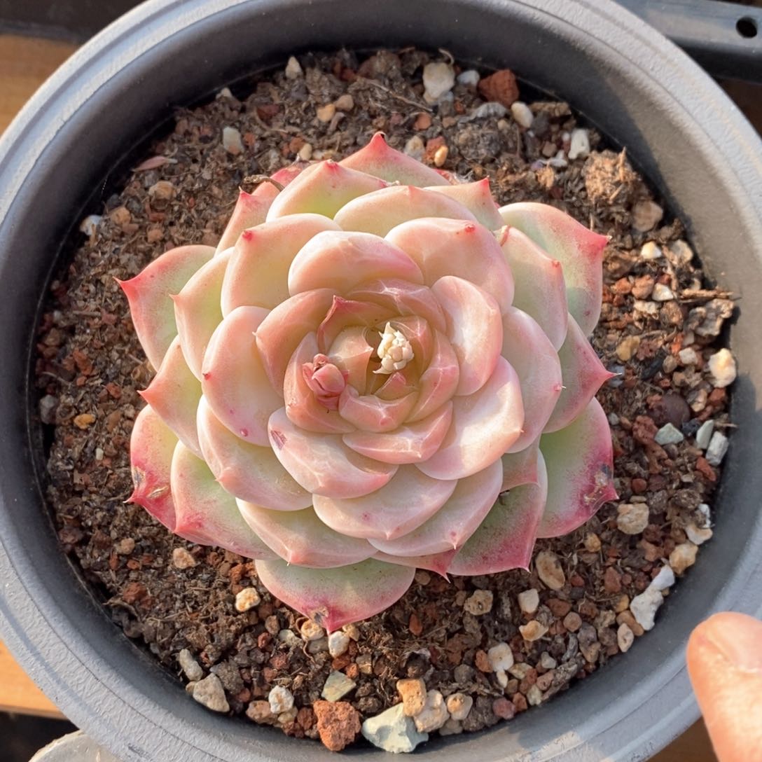 精品多肉一物一拍不包整421