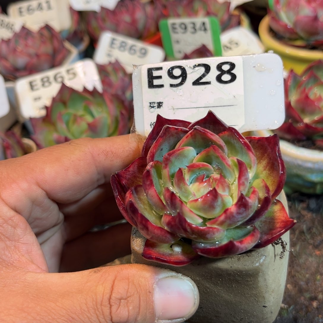 惊鸿一瞥928号多肉