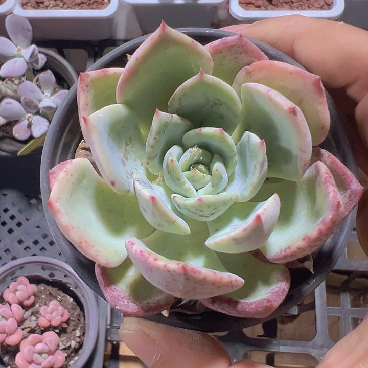 雨燕精品多肉植物大战