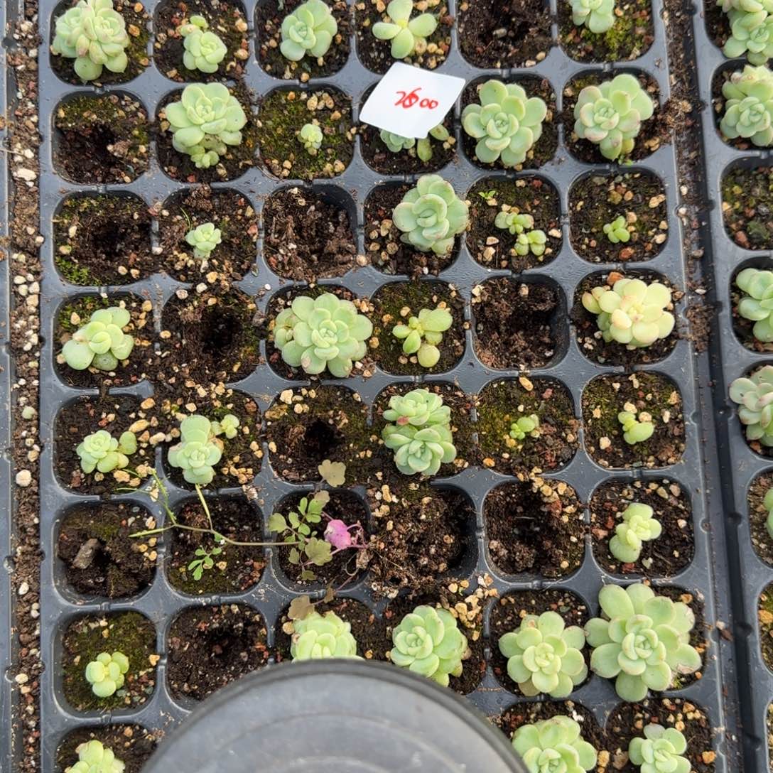 小***子2500 号一半托满20包邮