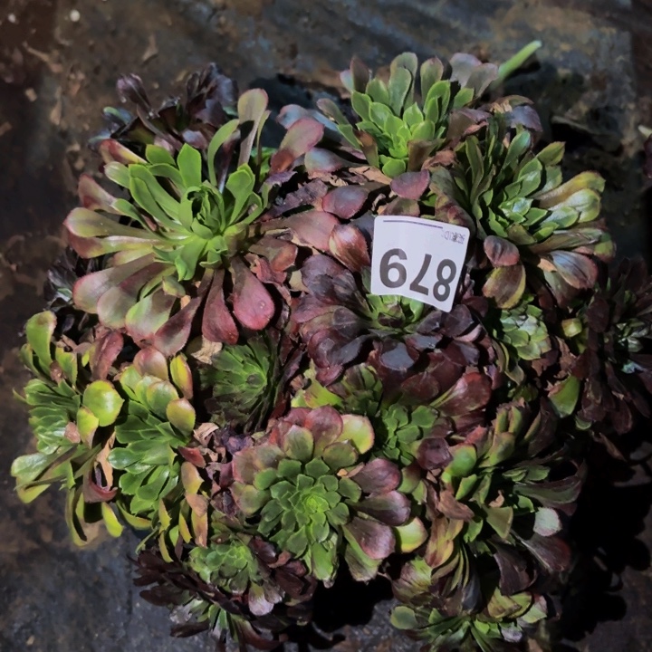 879莫兰迪多肉植物