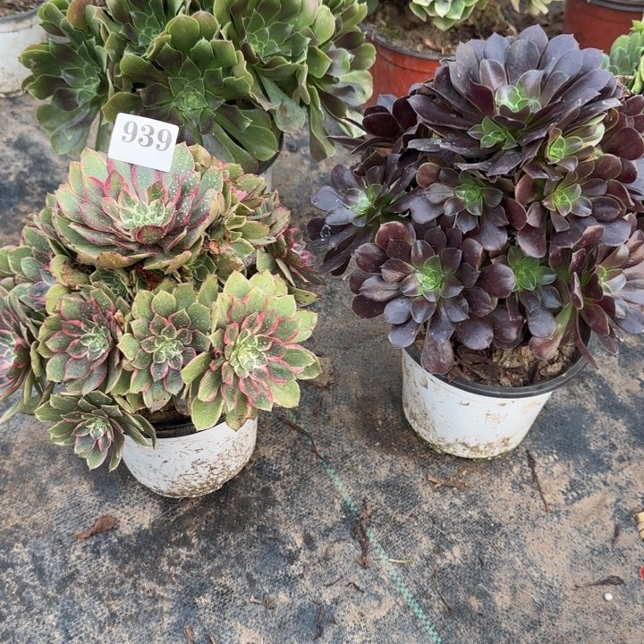 939莲花座➕欧紫包邮。         