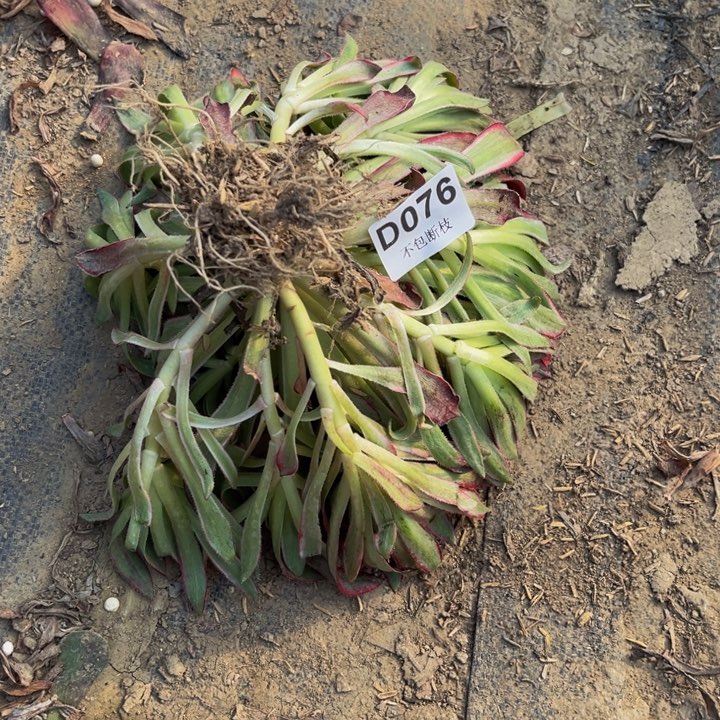 076孔雀锦多肉法师不包断枝