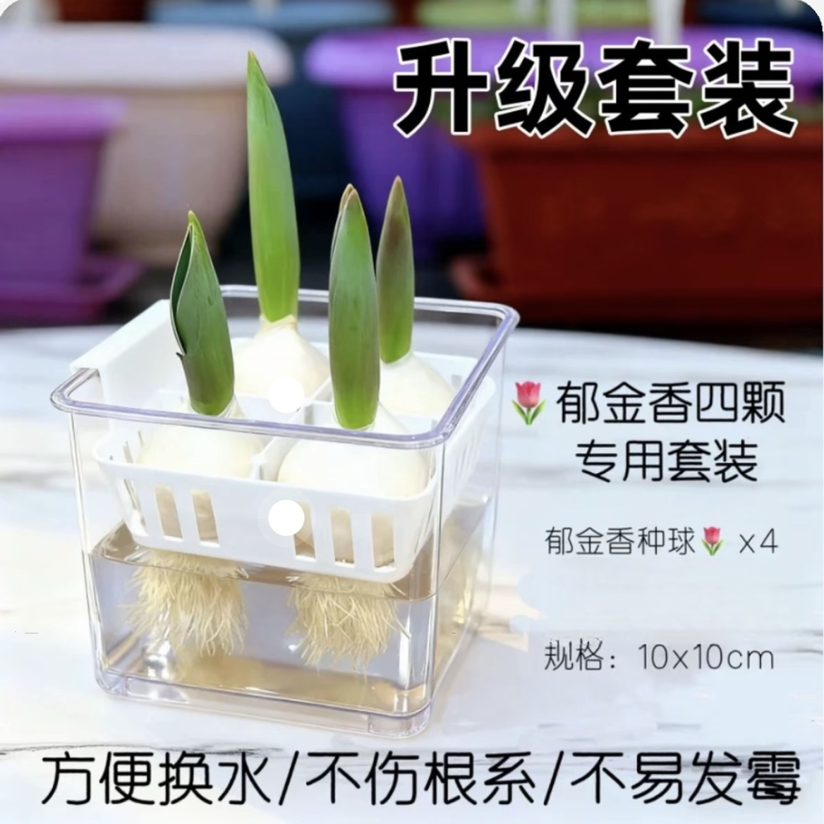 【水培套餐】荷兰进口郁金香水培套餐室内桌面阳台新款好养易打理