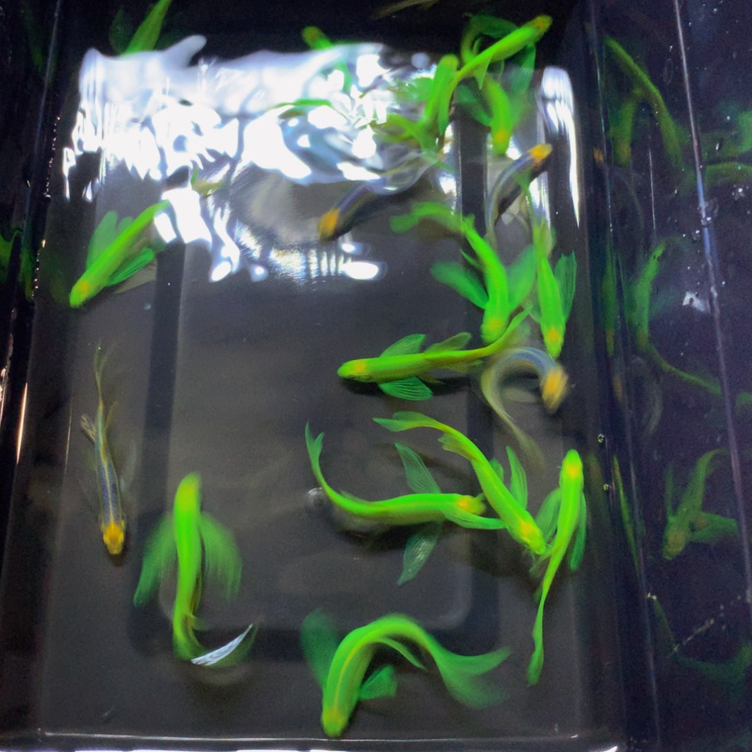 斑马鱼中号碟翼斑马混搭20条（3.5-4厘米）