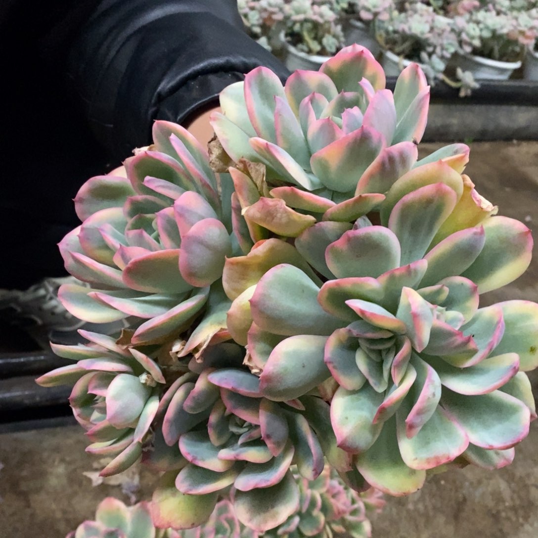 绮罗锦四大头起发