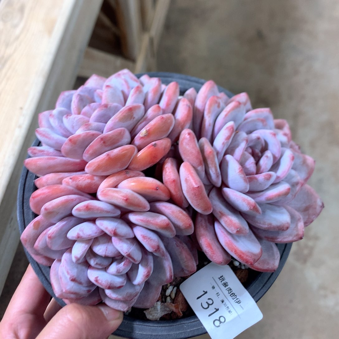 1318蒙特雪天使默认有砍15厘米