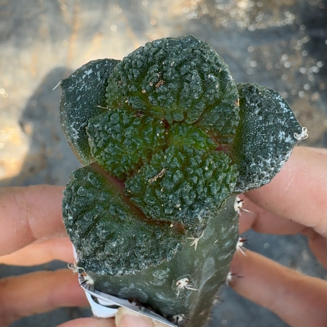 【闪购商品】密尤大尤哥斯拉455