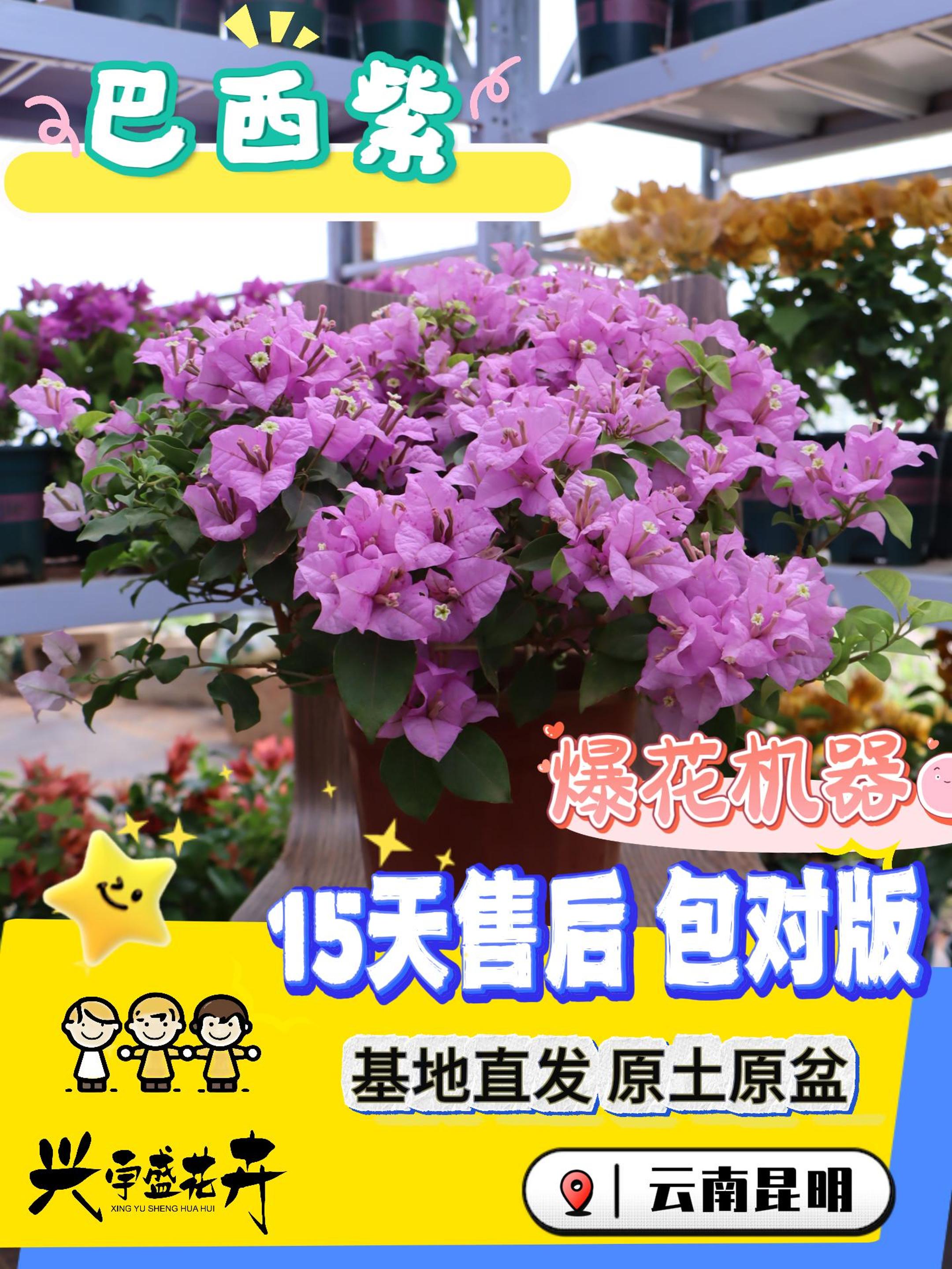 【巴西紫大加仑】室内外观赏勤花带盆丰花三角梅