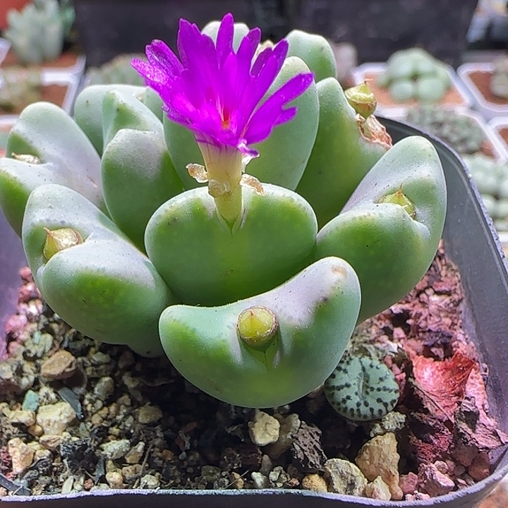 哈哈哈哈622个哈哈哈哈