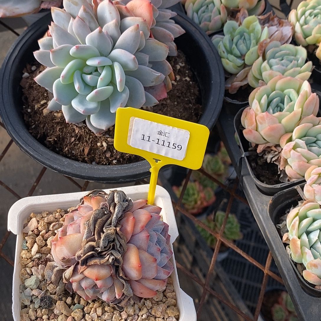 福利多多1111159