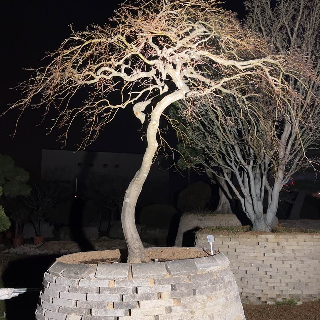 完全开放庭院景观树羽毛枫