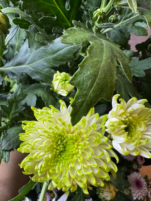 三盆绿天赞多品种鲜花盆栽带花四季开阳台庭院室内外菊花绿植花卉