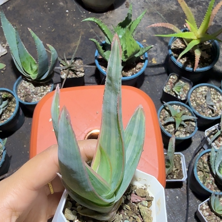 多肉植物银芳锦锦