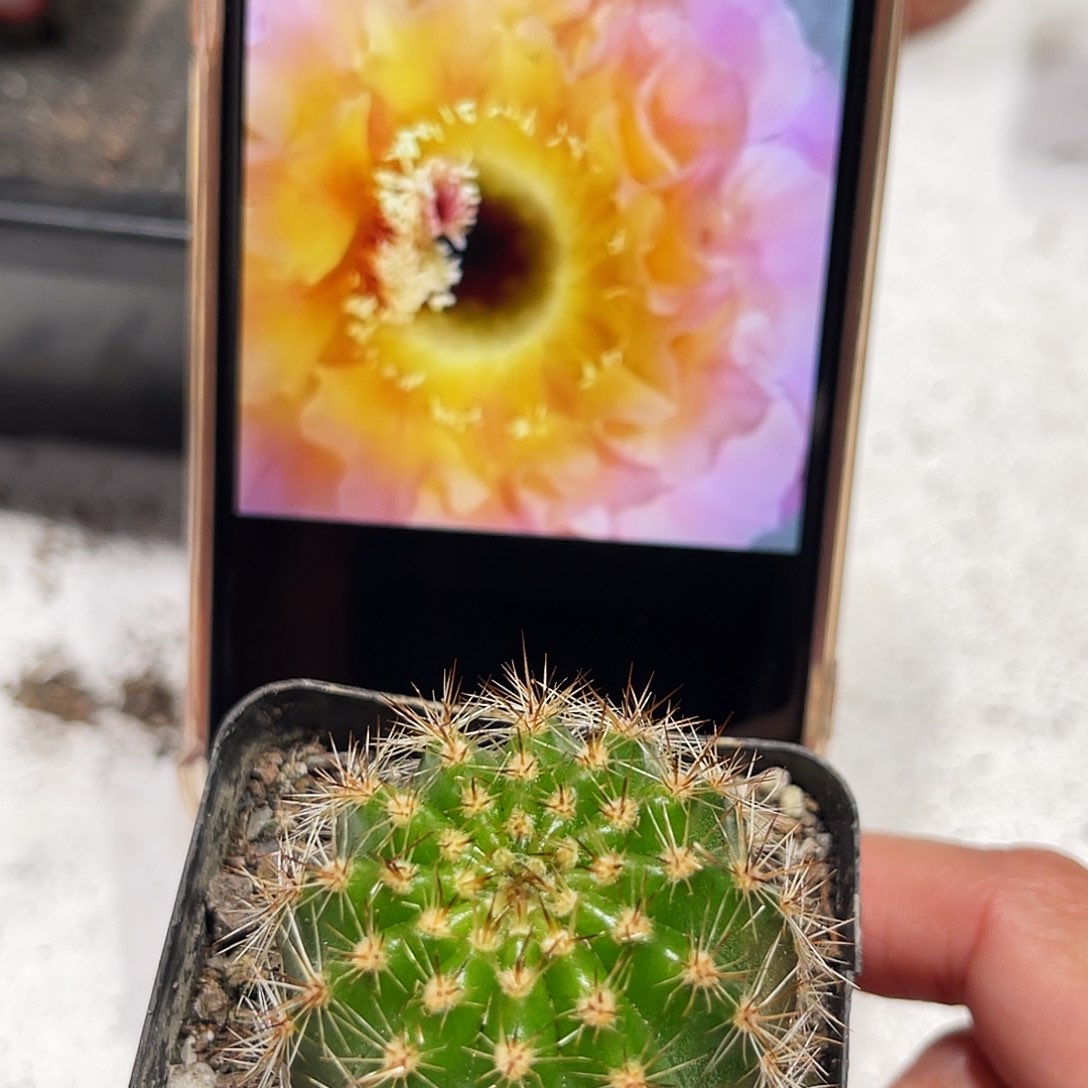 彩草101号带根3公分左右