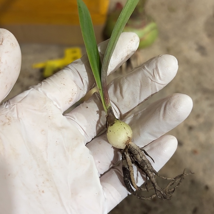 无花朵朱顶红紫薇1+