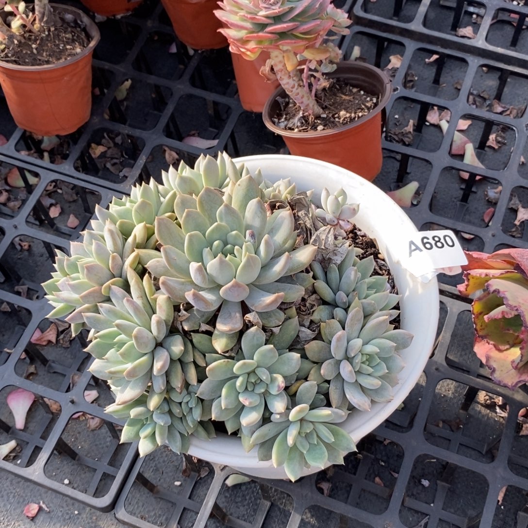 680不知名一物一拍