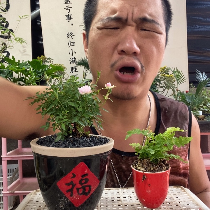 以实际为准盆景盆栽绿植39