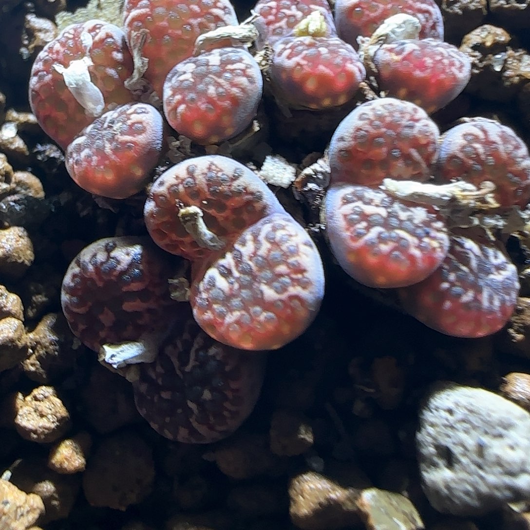 d***o哈哈哈哈哈哈哈58395