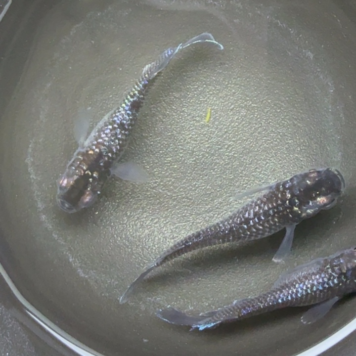 青鳉鱼星光礼服20号